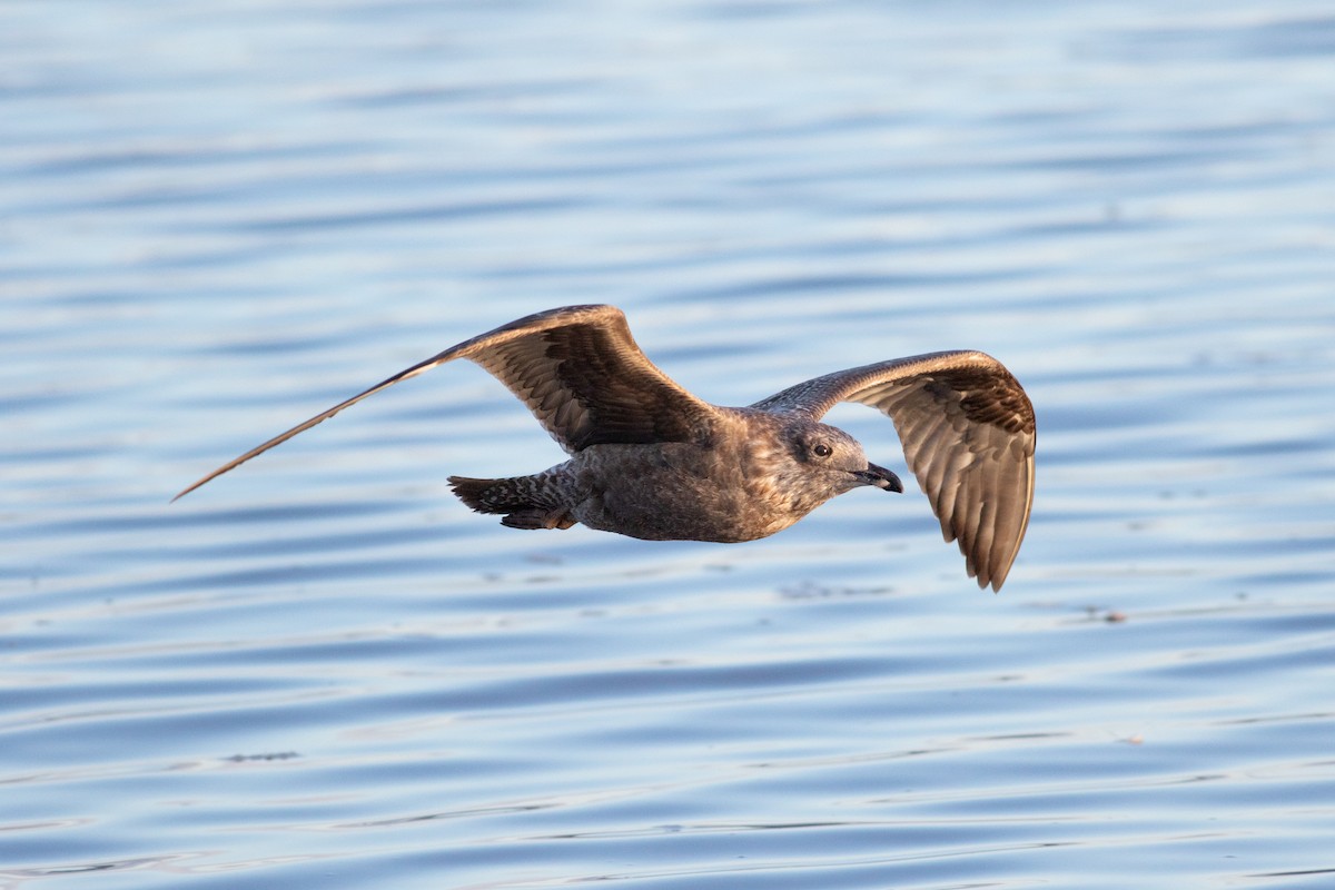 Herring Gull (American) - Tom Auer