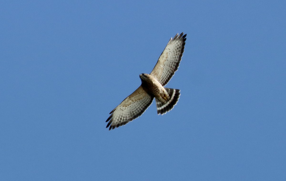 Broad-winged Hawk - ML380332911