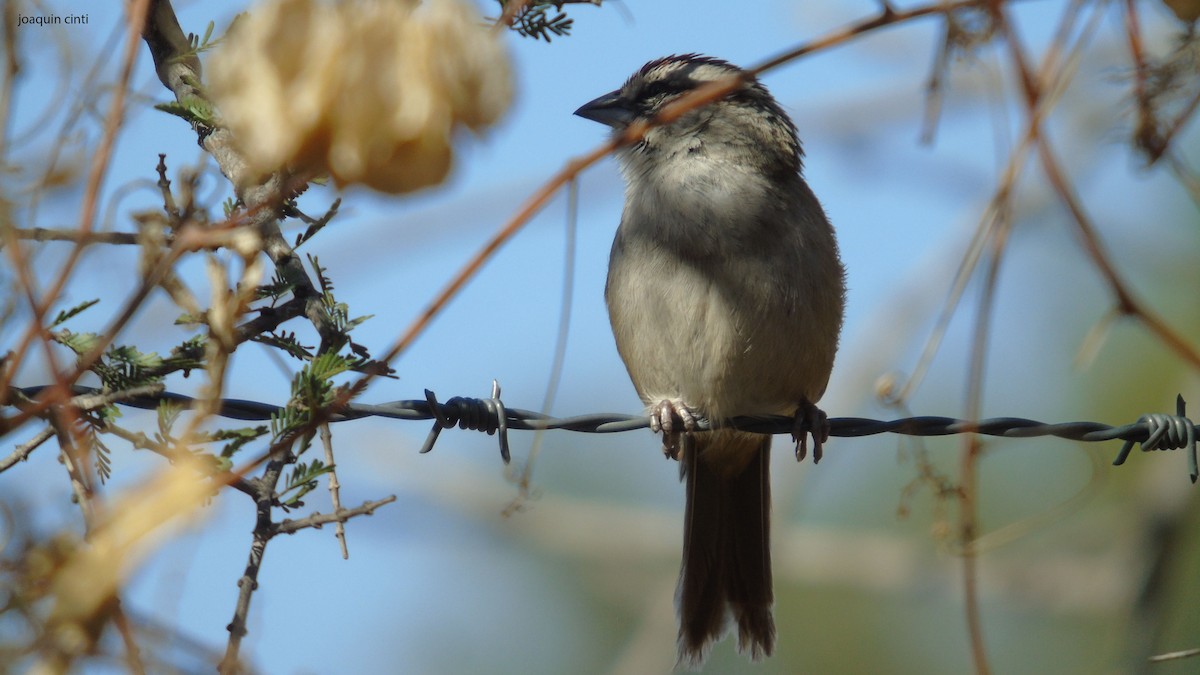 Yungas/Chaco Sparrow - ML380332981