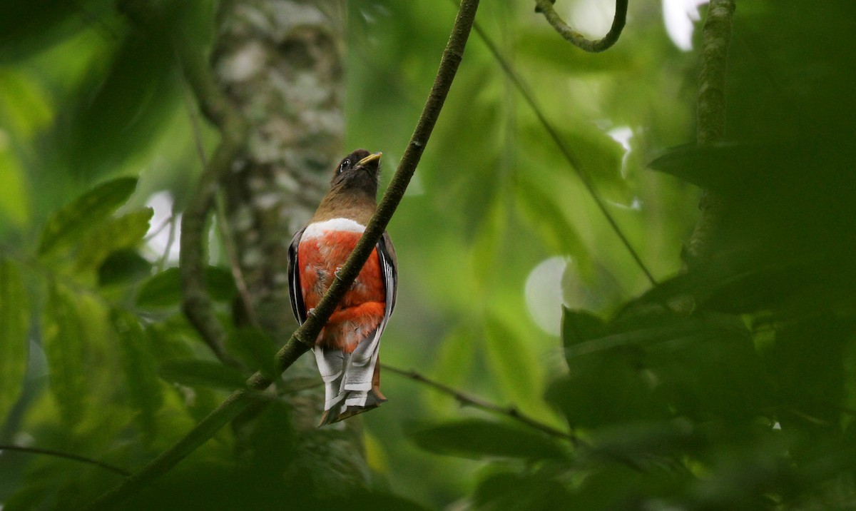 Collared Trogon (Collared) - Jay McGowan