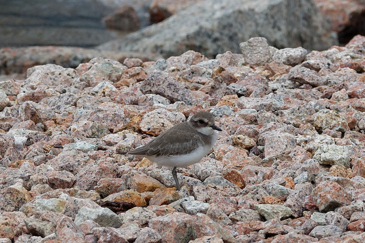 Siberian/Tibetan Sand-Plover - ML380335371