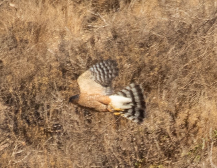 Sharp-shinned Hawk - Kathleen Kent