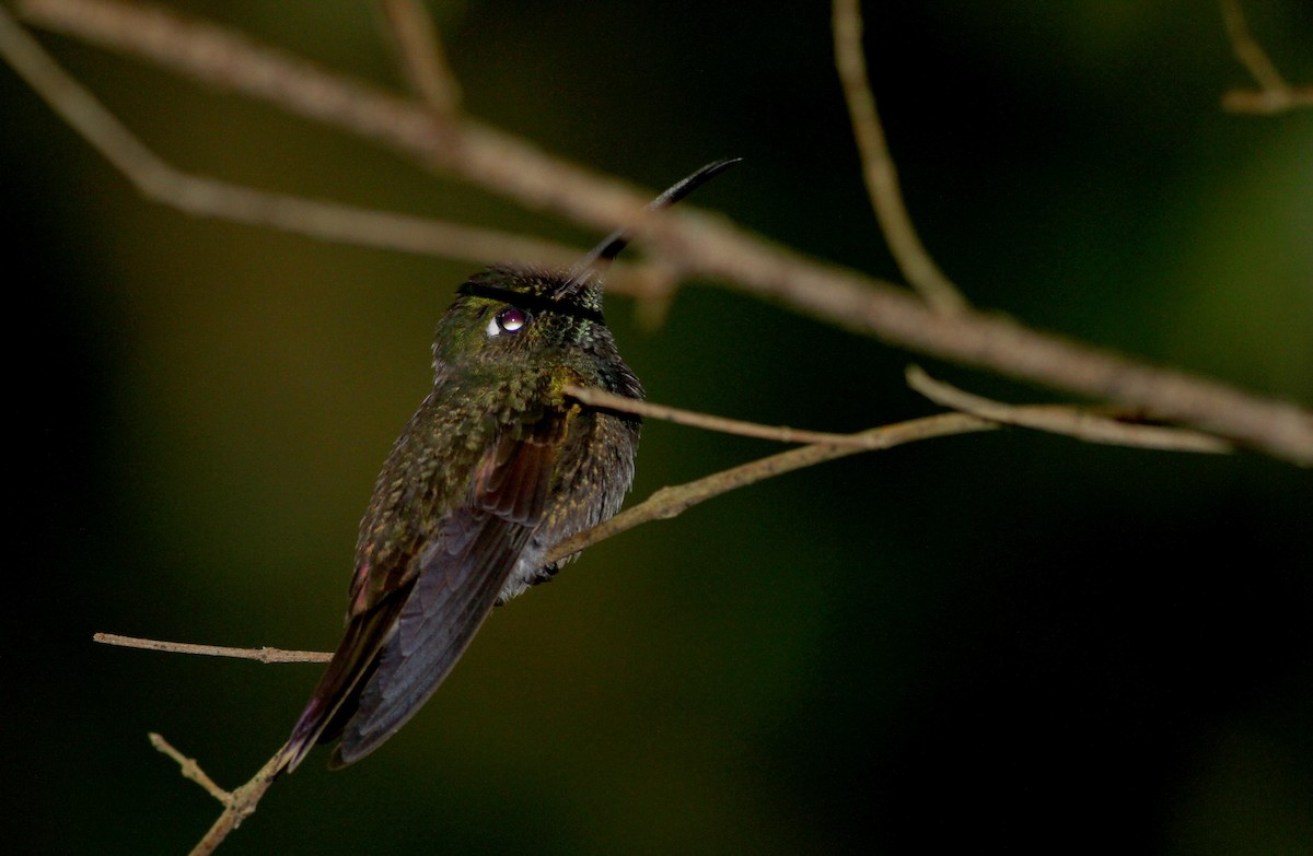 kolibřík fialovoprsý - ML38033691