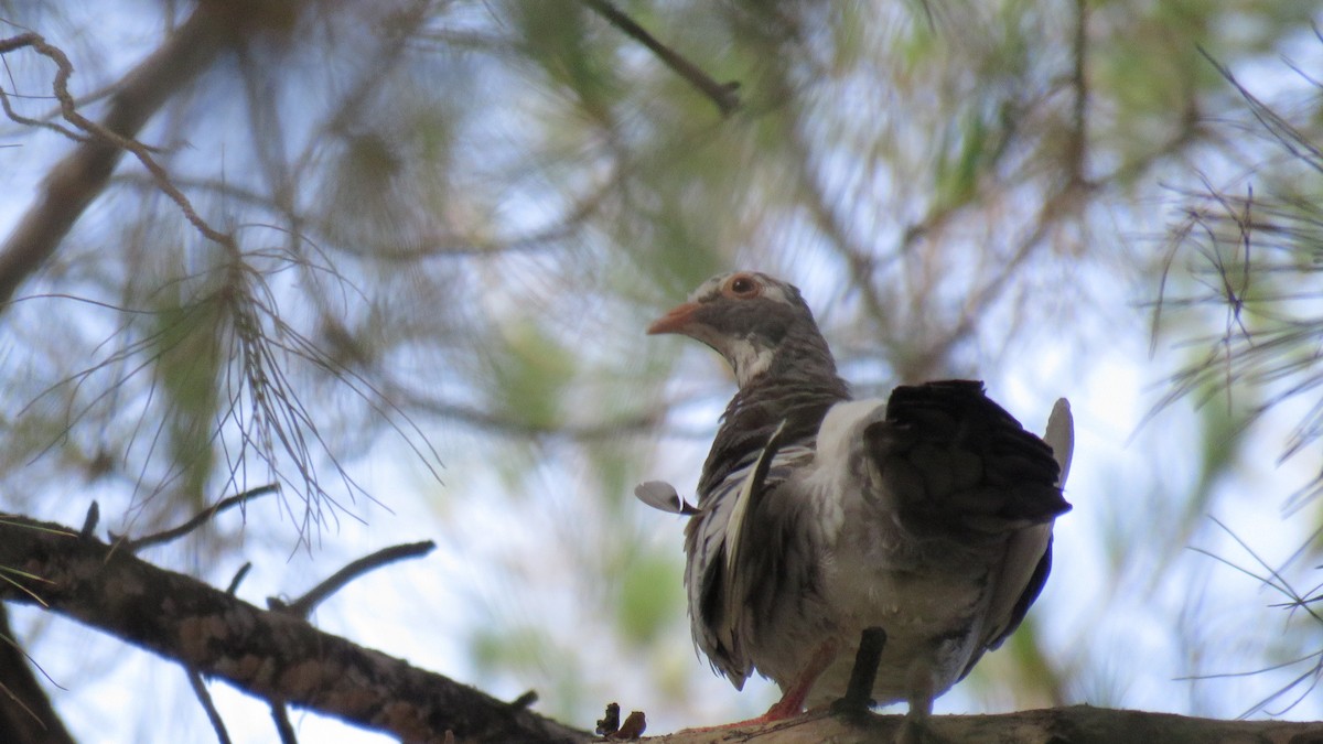 Rock Pigeon (Feral Pigeon) - ML380337191