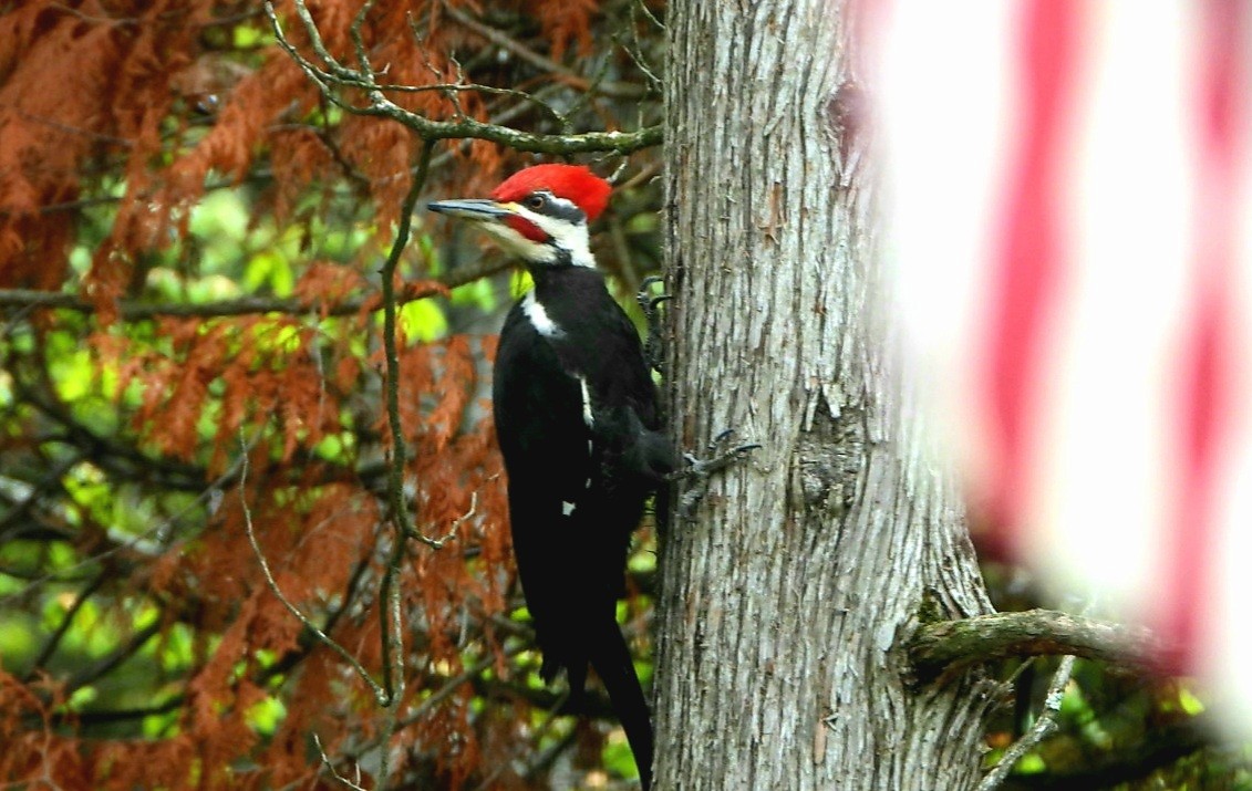 Pileated Woodpecker - ML380338271