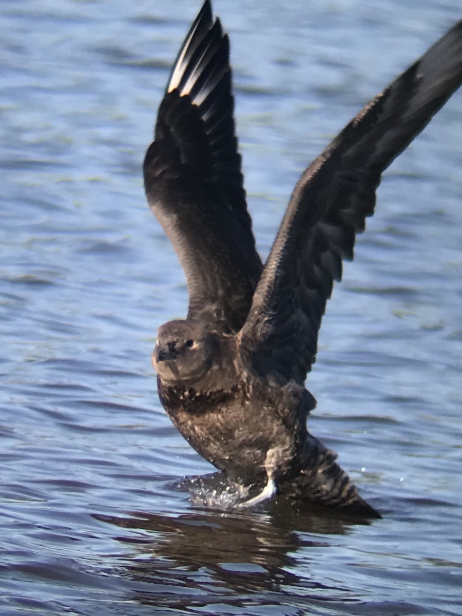 Pomarine Jaeger - ML380339971