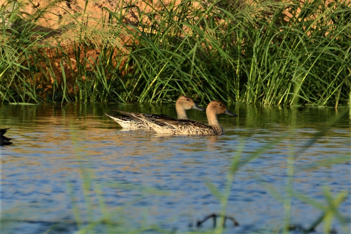 Northern Pintail - ML380340211