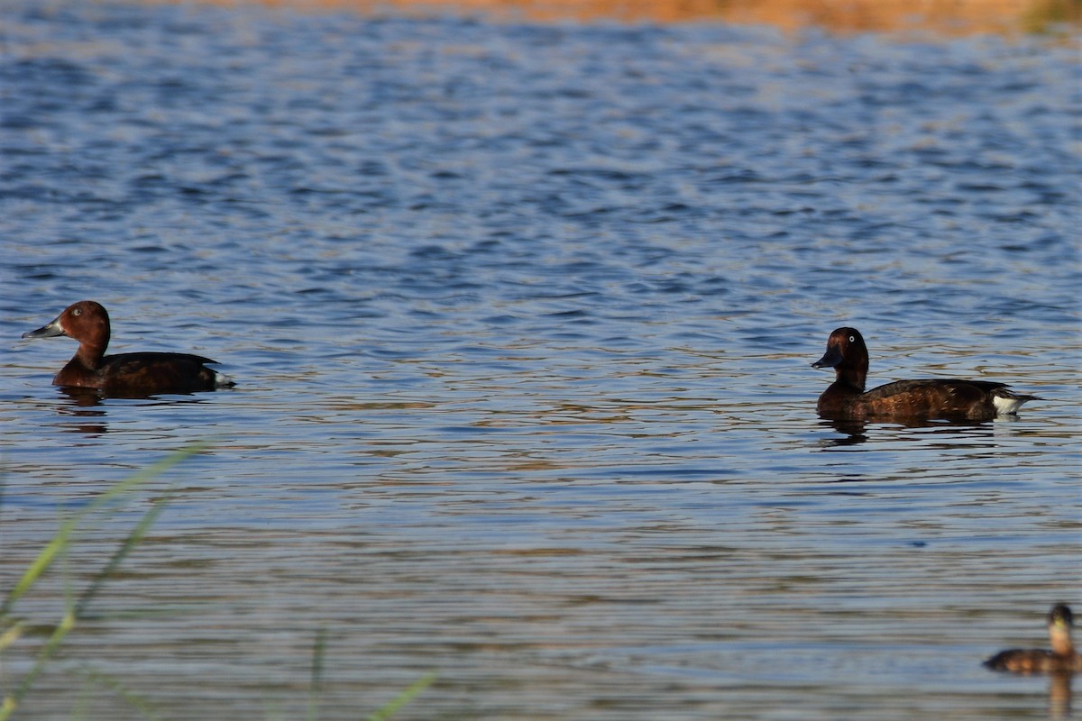 Ferruginous Duck - ML380340271