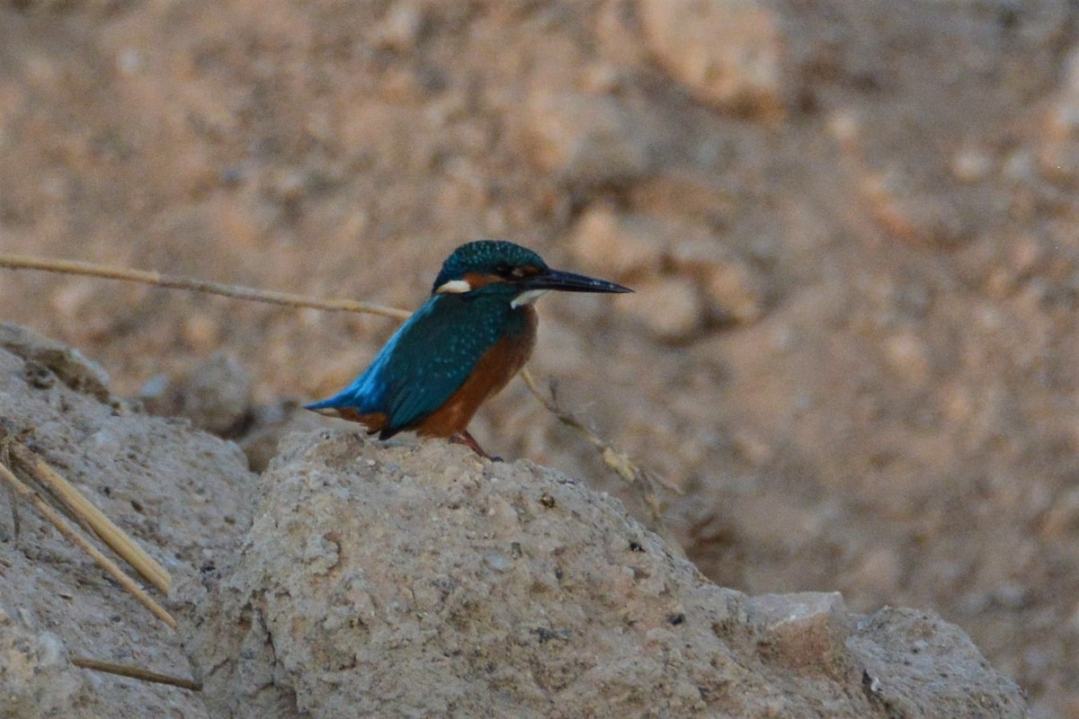 Martín Pescador Común - ML380340351