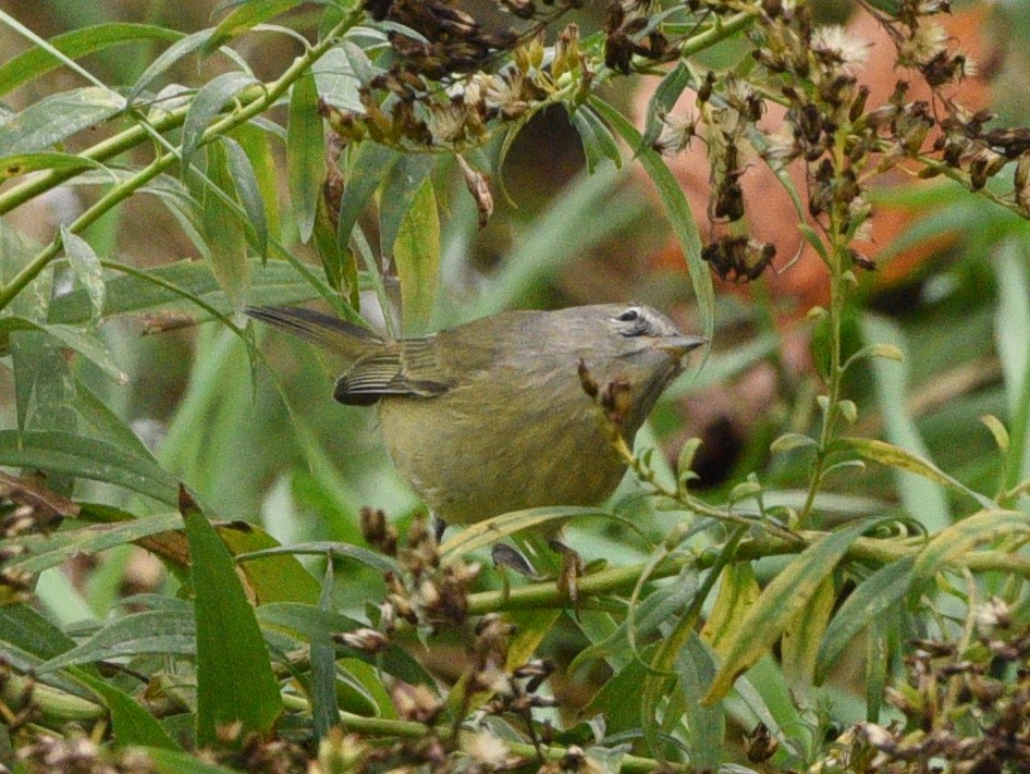 Orange-crowned Warbler - ML380340901