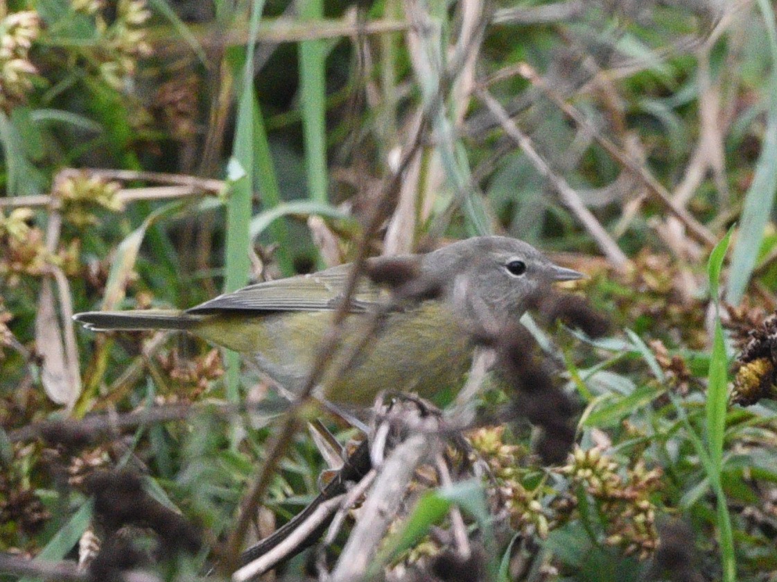 Orange-crowned Warbler - ML380340911