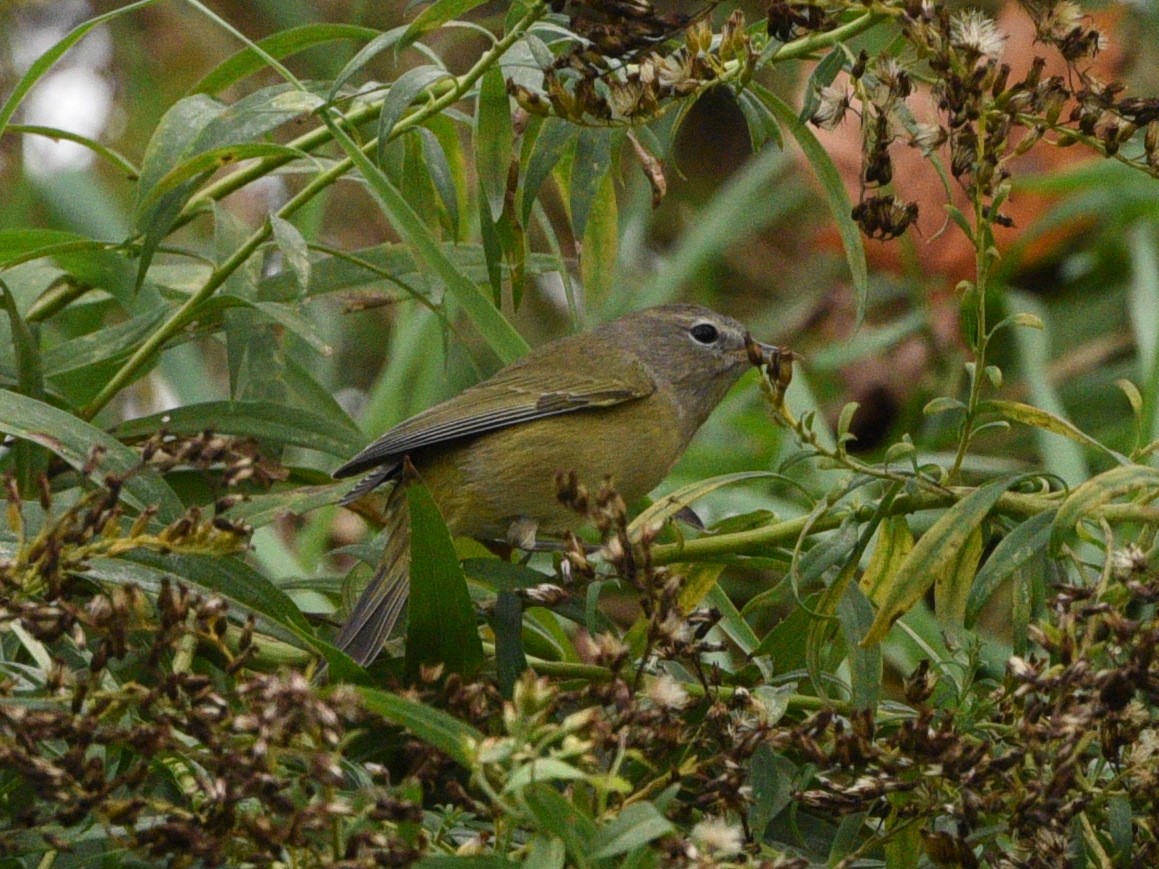 Orange-crowned Warbler - ML380340921