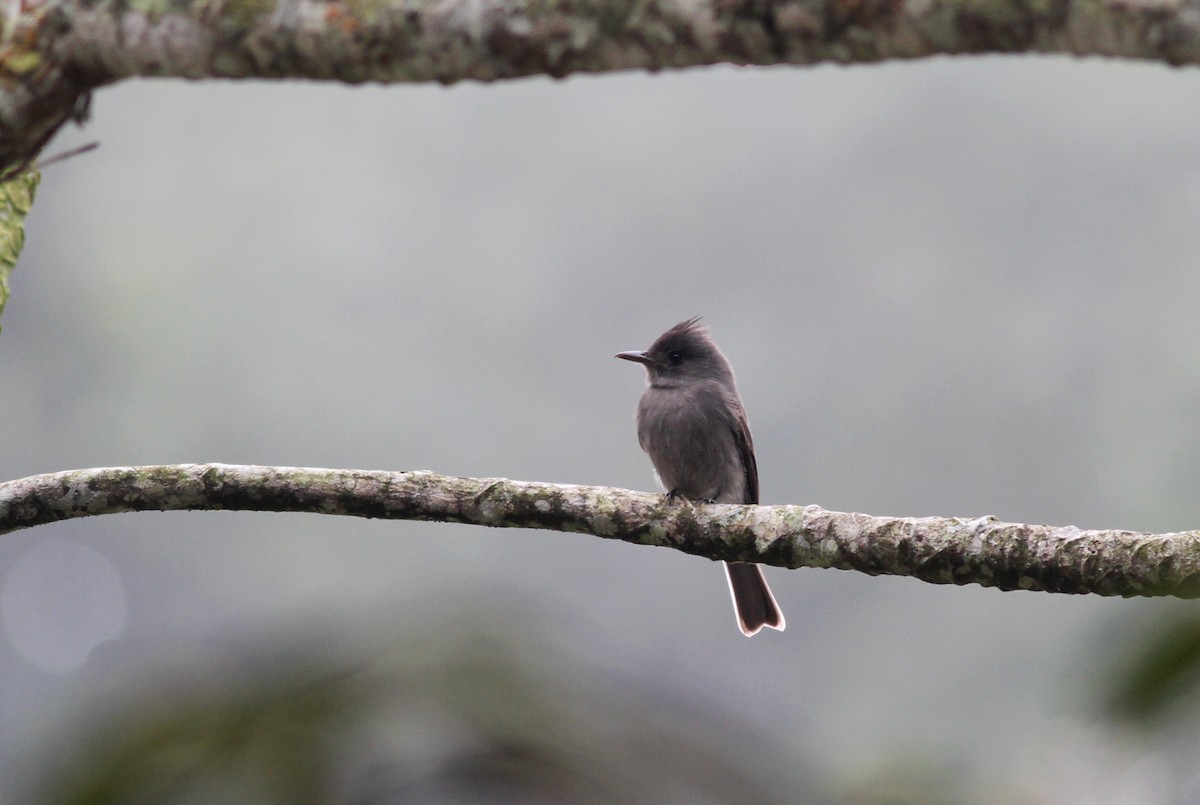 Smoke-colored Pewee - Jay McGowan