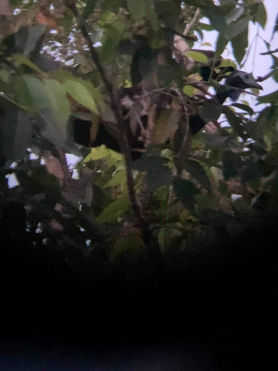 Trinidad Piping-Guan - ML380341701