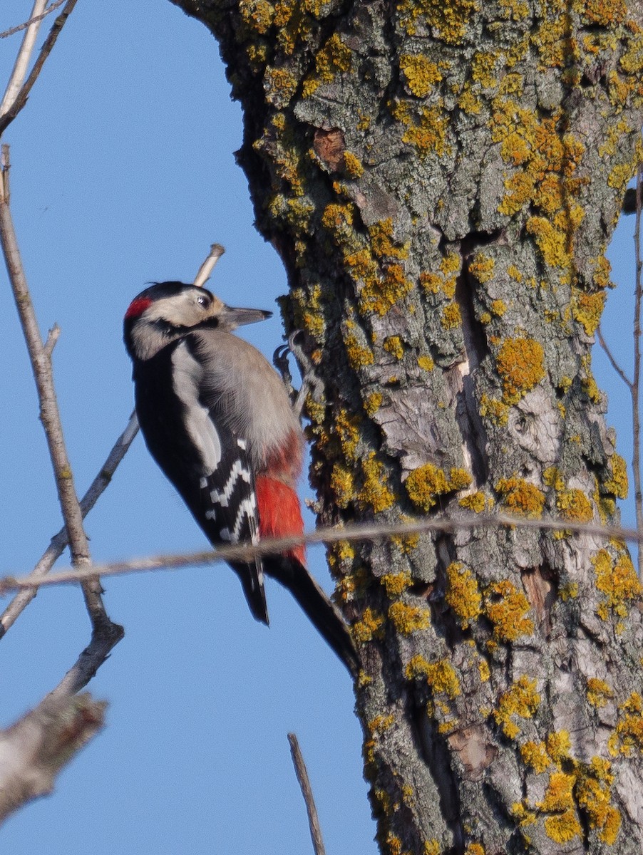 Syrian Woodpecker - Adam Nagy