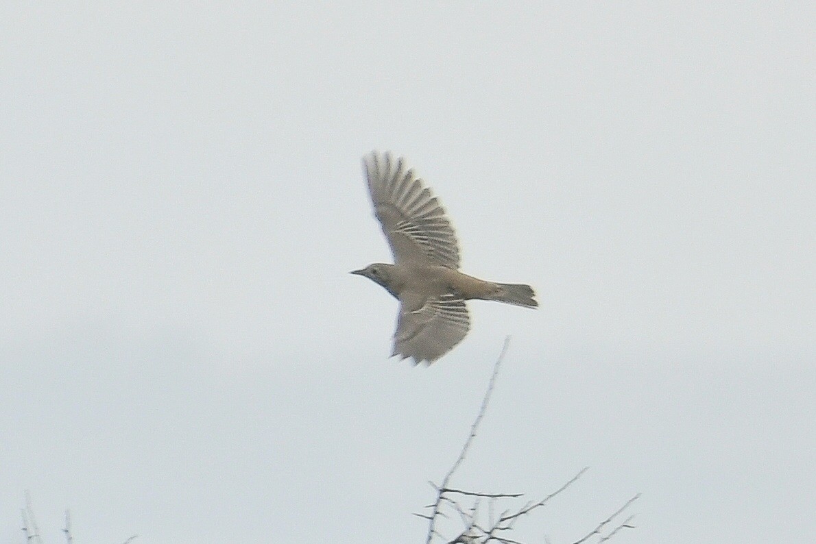 Mistle Thrush - ML380341981