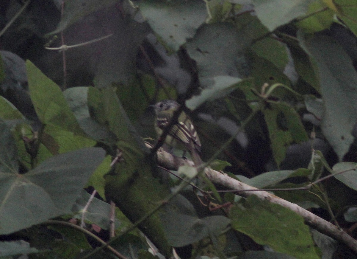 Slaty-capped Flycatcher (superciliaris) - Jay McGowan