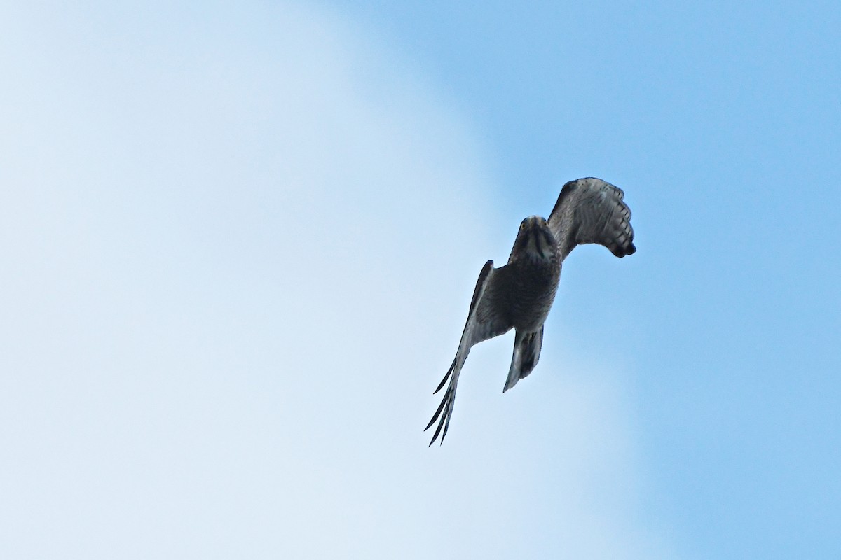 Gray-faced Buzzard - ML380342431