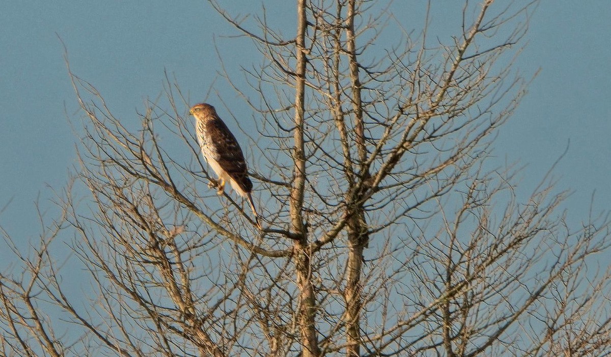 Cooper's Hawk - ML380345981