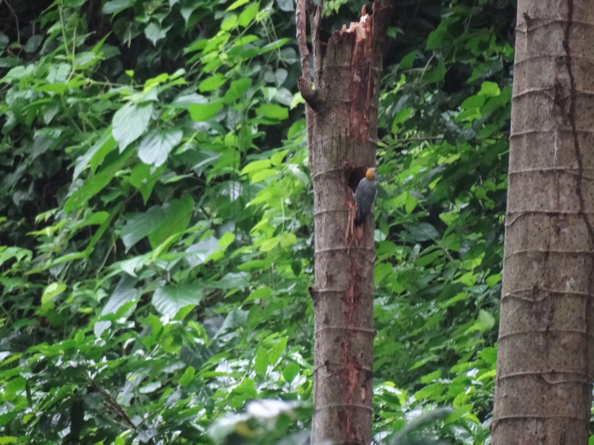 Hoffmann's Woodpecker - ML38034611