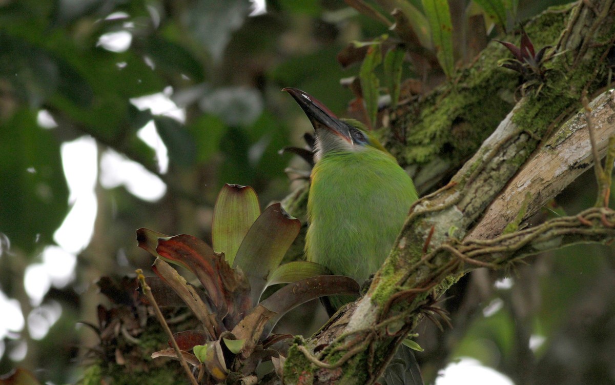 Groove-billed Toucanet (Groove-billed) - ML38034651