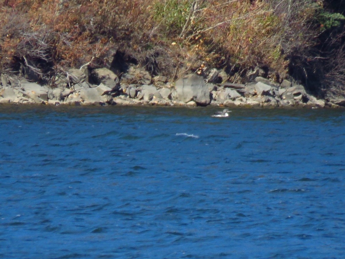 Pacific Loon - ML380347091