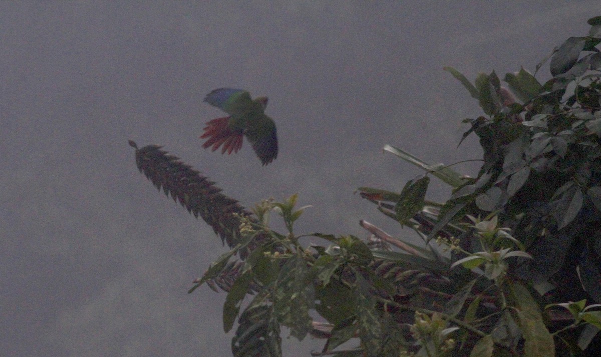 Red-eared Parakeet - ML38034801