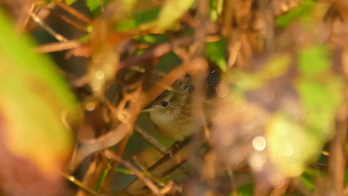 Sedge Wren - ML380348151