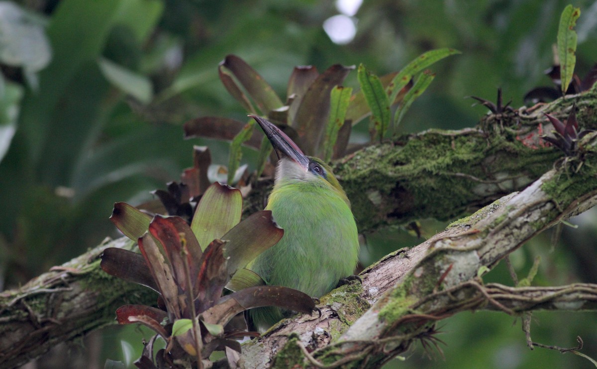 Groove-billed Toucanet (Groove-billed) - ML38034851