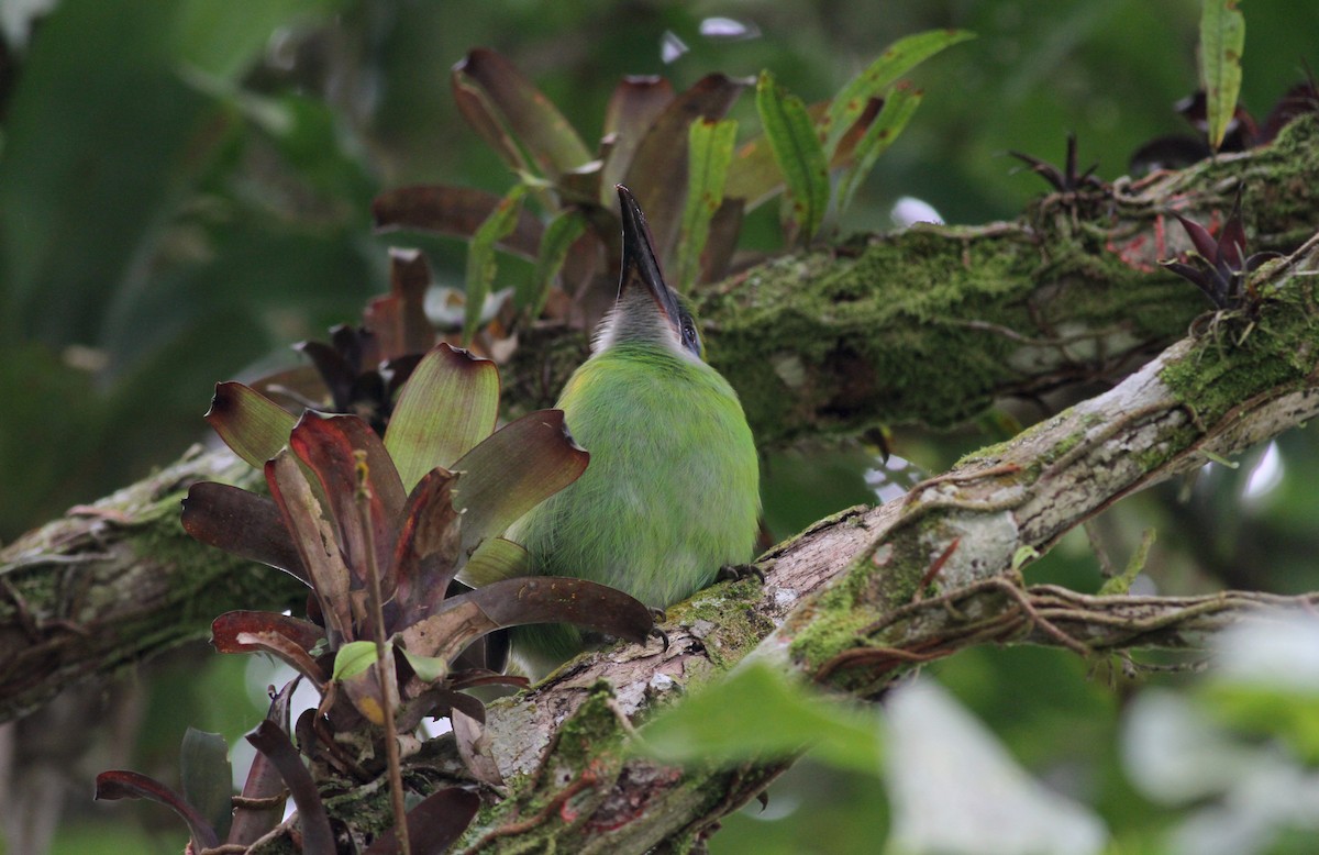 Groove-billed Toucanet (Groove-billed) - ML38034871