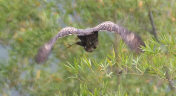 Changeable Hawk-Eagle - ML380348731