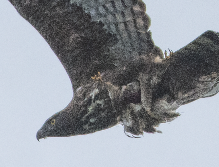 Changeable Hawk-Eagle - ML380348771