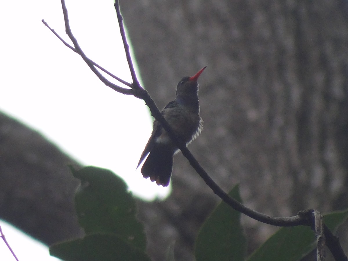 Blue-throated Goldentail - ML38034991