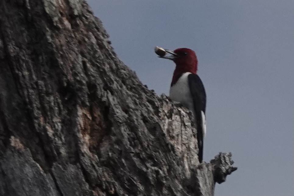 Red-headed Woodpecker - Margaret Flinner