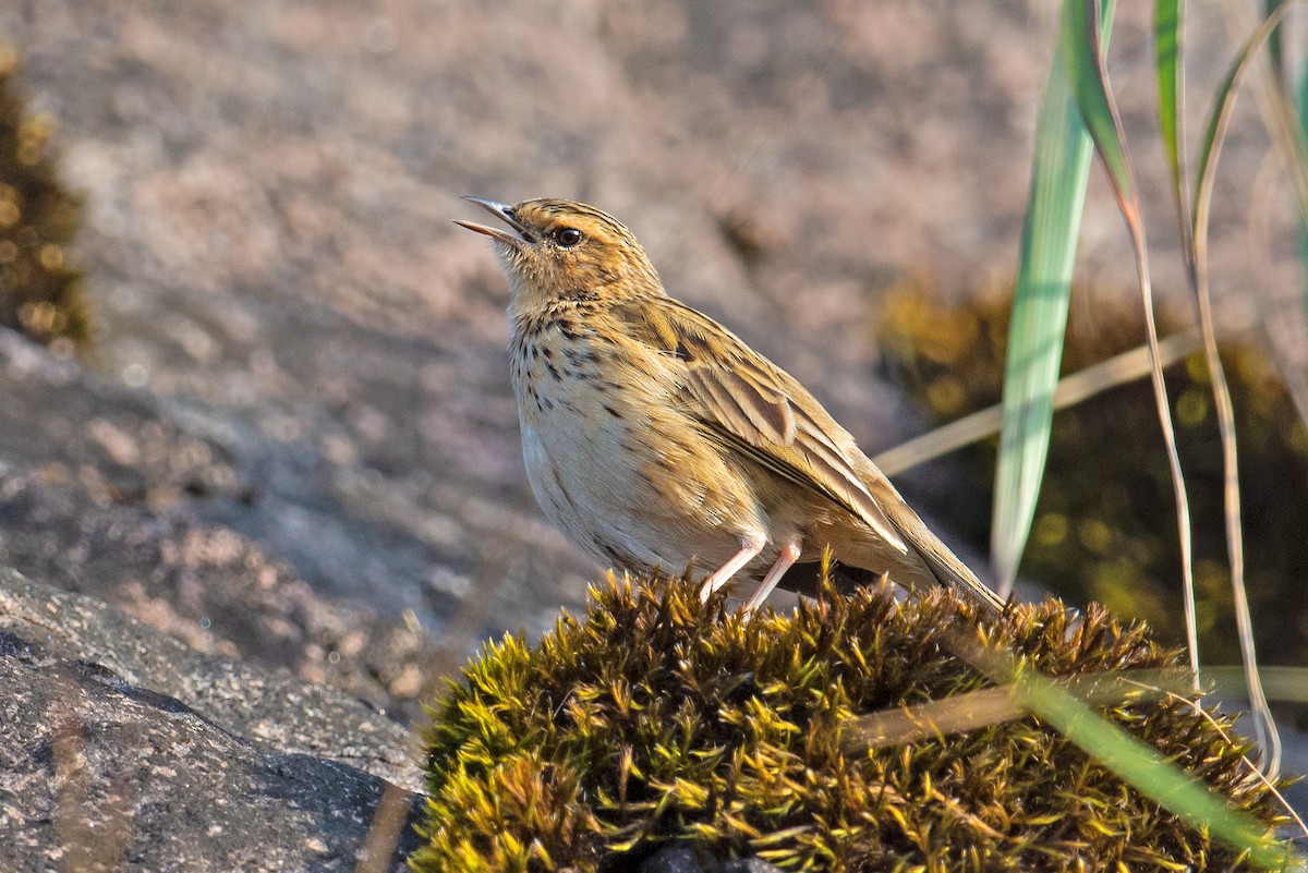 Pipit des Nilgiri - ML380350231