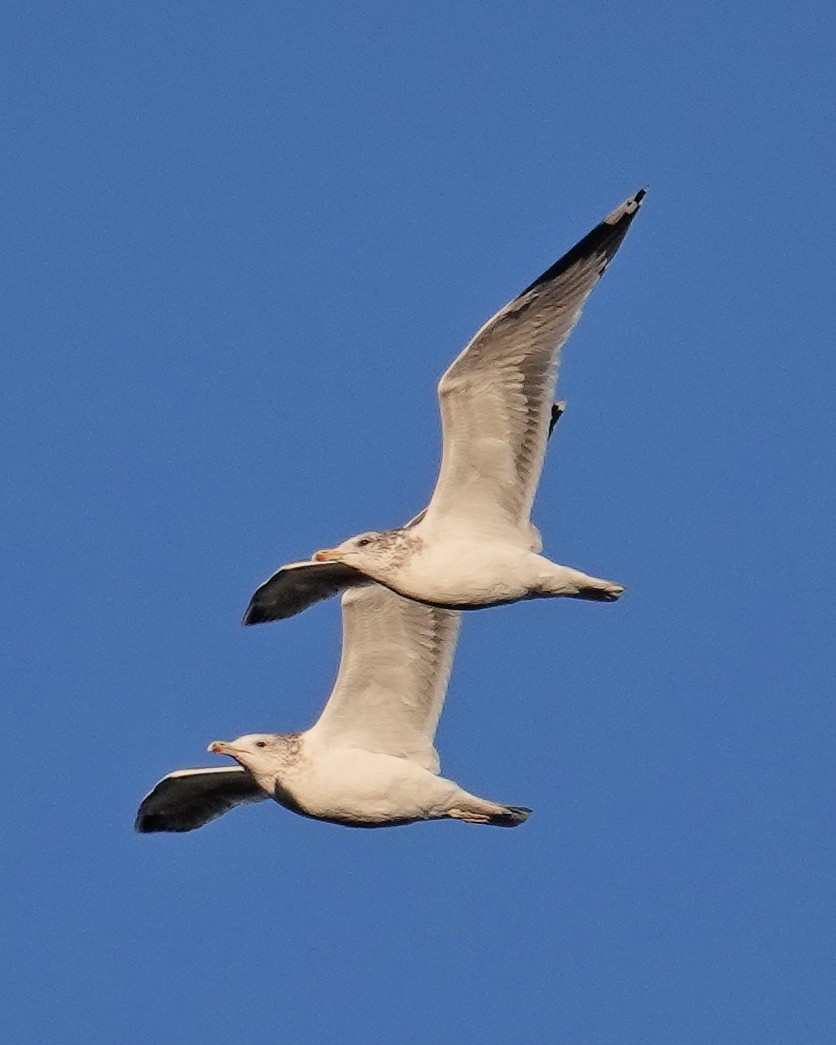 California Gull - ML380350851