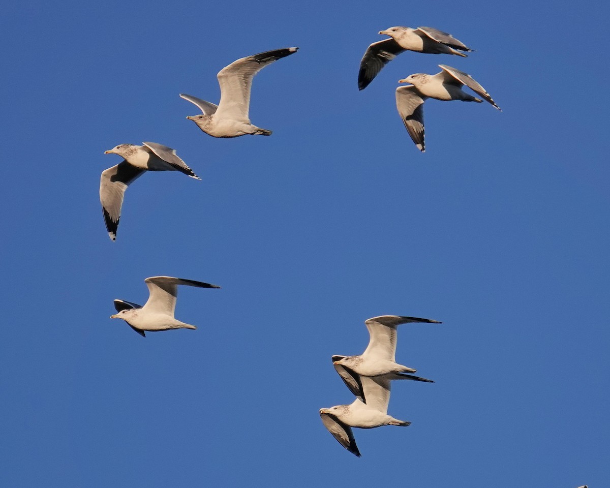 California Gull - ML380350871