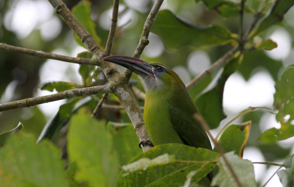 Groove-billed Toucanet (Groove-billed) - ML38035091