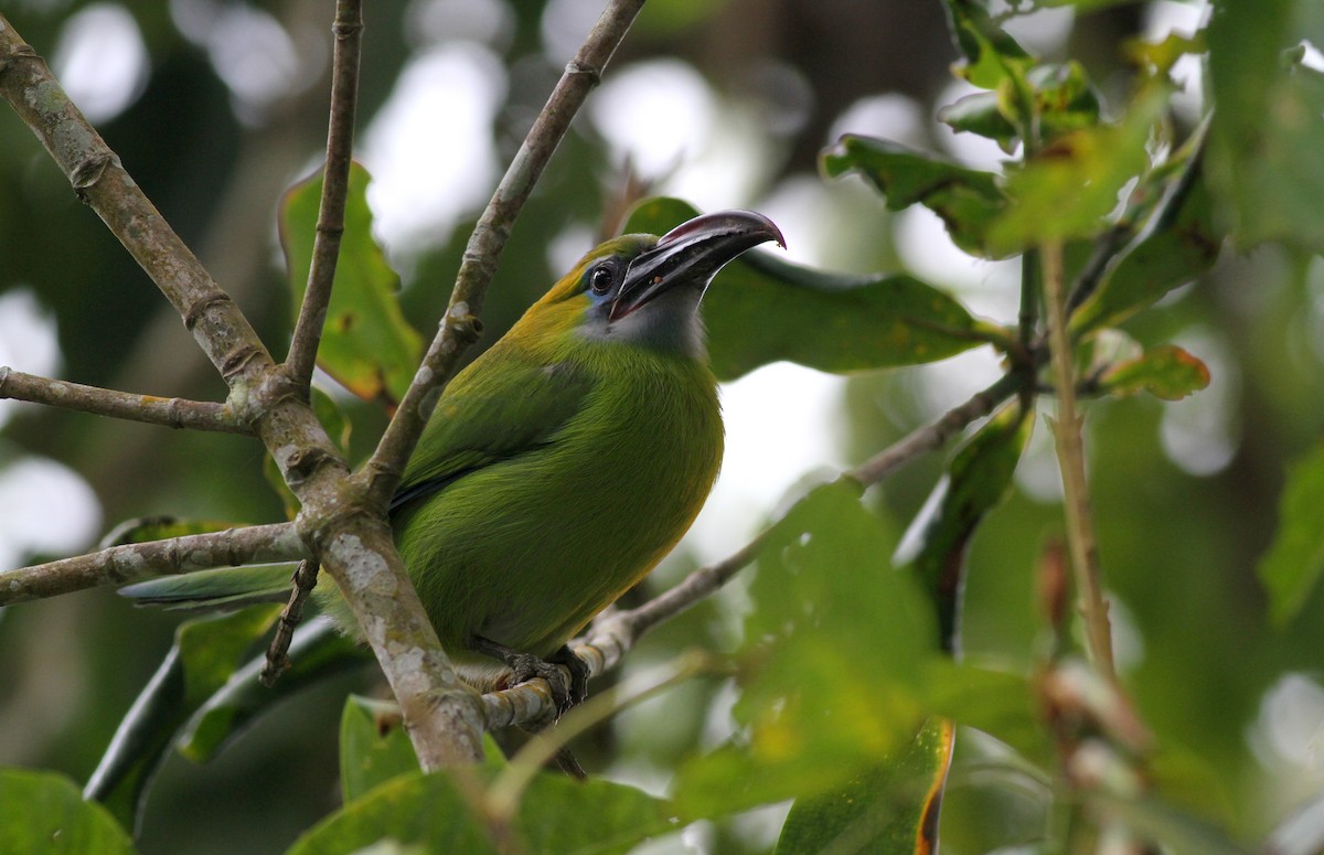 Groove-billed Toucanet (Groove-billed) - ML38035121