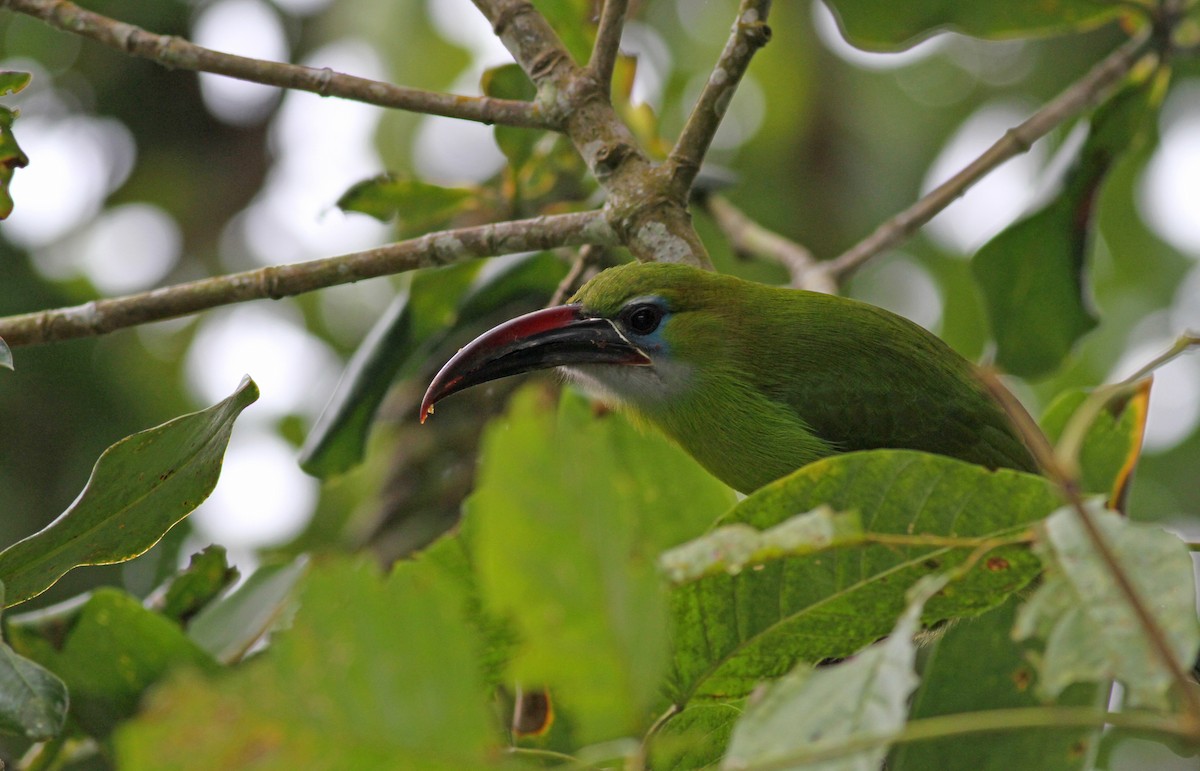 Groove-billed Toucanet (Groove-billed) - ML38035141