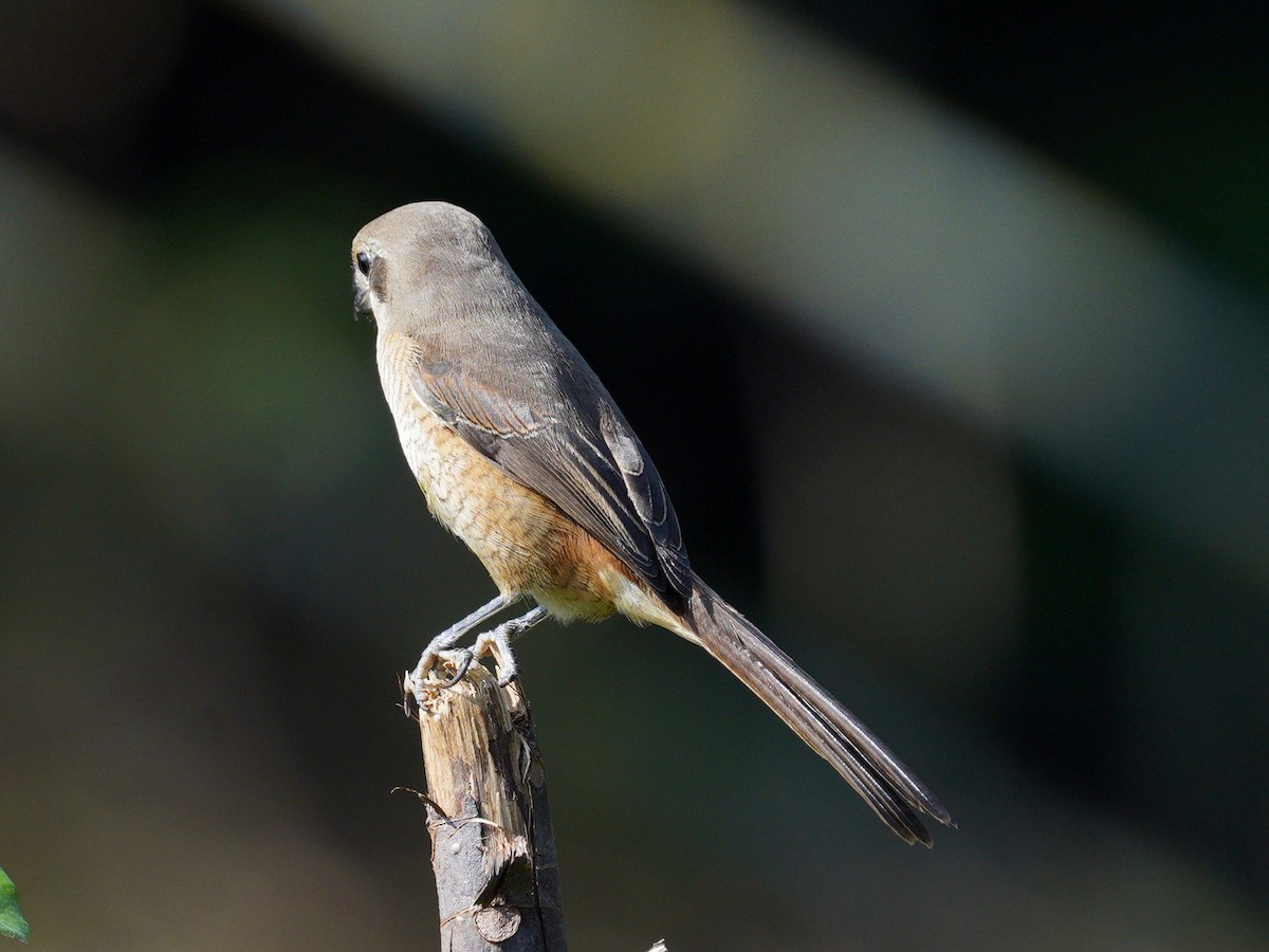 Gray-backed Shrike - ML380352291