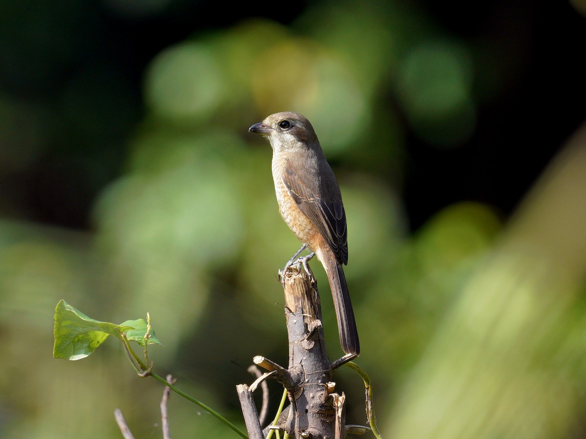 Gray-backed Shrike - ML380352311