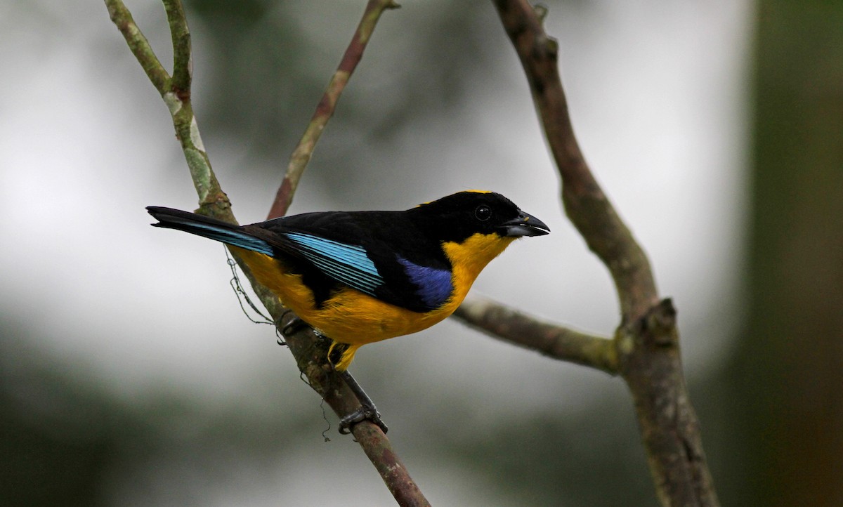 Blue-winged Mountain Tanager (Blue-winged) - ML38035241