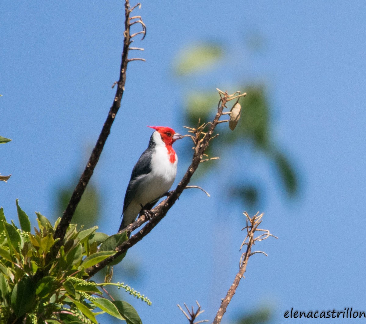Red-crested Cardinal - ML380352621