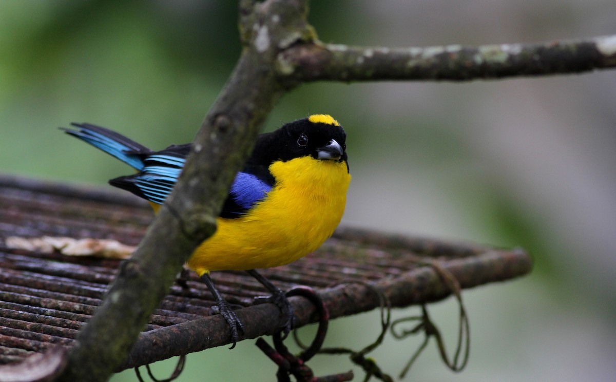 Blue-winged Mountain Tanager (Blue-winged) - ML38035271