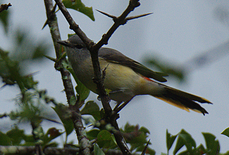 Small Minivet - ML380352991