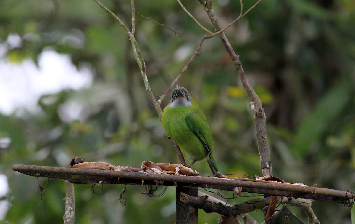 Groove-billed Toucanet (Groove-billed) - ML38035301