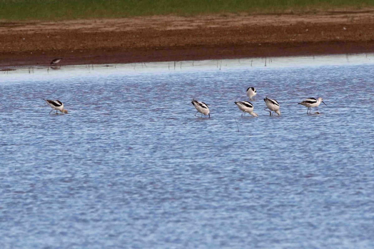 American Avocet - ML380354831