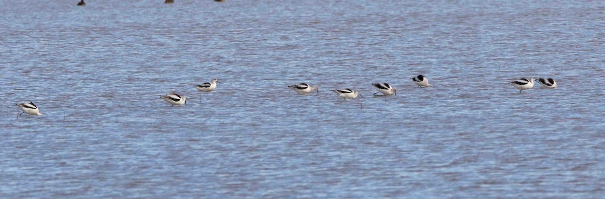 American Avocet - ML380354881