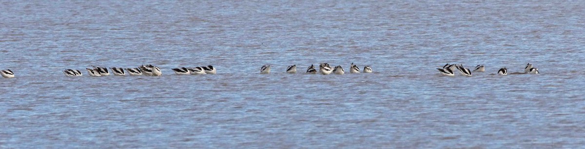 American Avocet - ML380354981